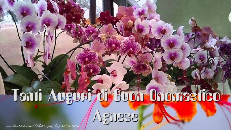 Tanti Auguri di Buon Onomastico Agnese - Cartoline onomastico con fiori